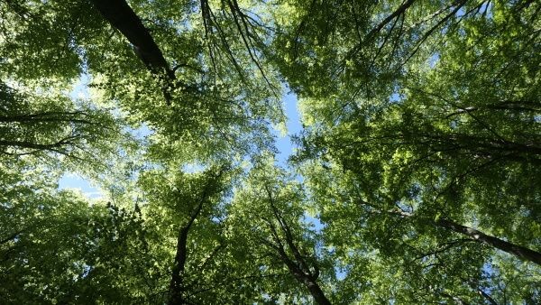 _1176179.jpg