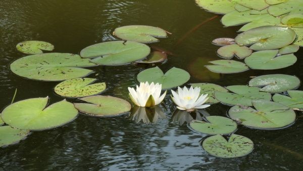 p1000278.jpg