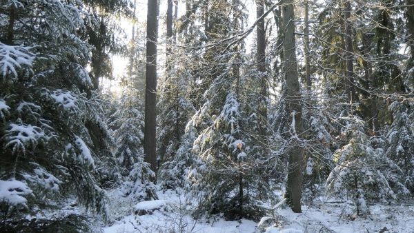 _1125208.jpg