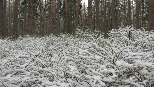 _1125015.jpg